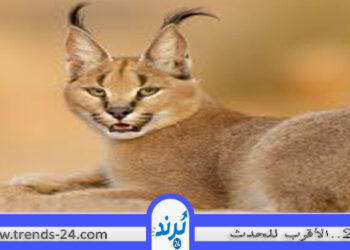 قصة “الوشق” المصري الذي أثار جدلاً بعد هجومه على جنود إسرائيليين؟