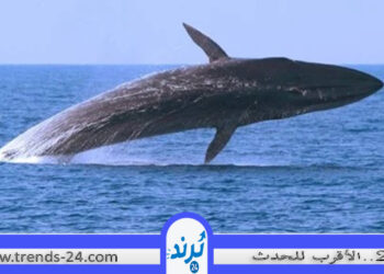 رؤيا الحوت في المنام