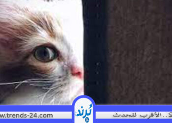 رؤيا القطط في المنام