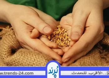 زكاة حصاد القمح