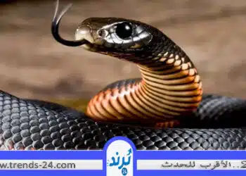 ثعبان في الحلم: عدو أم قوة خفية؟ اكتشف دلالات رؤية الأفاعي بأنواعها في المنام!